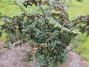 Cotoneaster hualiensis
