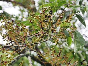 Prunus perulata