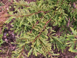 Taxodium distichum ‘Hursley Park’