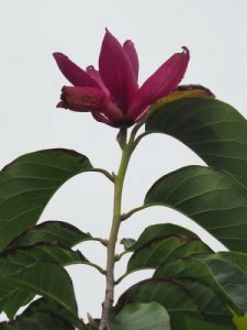 Magnolia ‘Lili Diva’