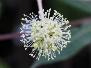 Schefflera enneaphylla
