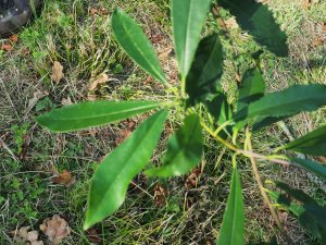 Photinia serratifolia x ardisifolia