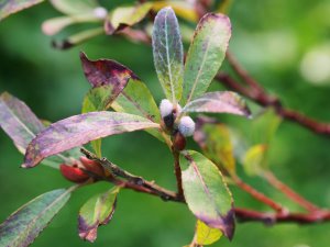 Salix gracilistyla ‘Mount Aso’