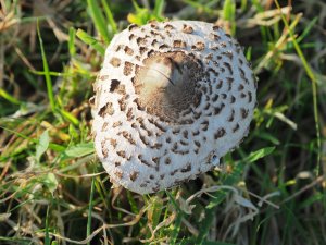 Macrolepiota procera