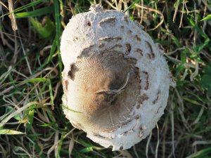 Macrolepiota procera