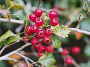 Crataegus laevigata ‘Gireoudii’