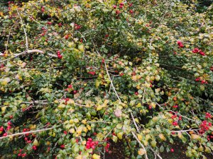 Crataegus laevigata ‘Gireoudii’