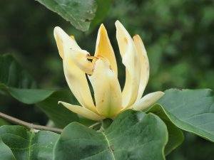 Magnolia ‘Ossie’s Yellow’