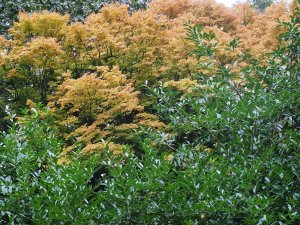 Acer palmatum ‘Sango-kaku