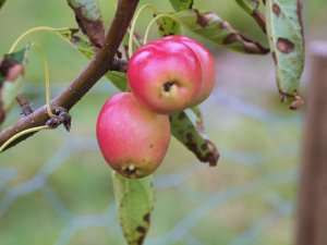 Malus ‘Jelly King’