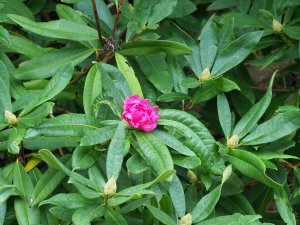 Rhododendron ‘Cornish Red’