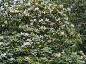Rhododendron ‘Alison Johnstone’