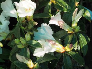 Rhododendron 'Tinkerbird'
