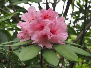 Rhododendron ‘Dragonfly’