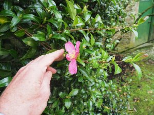 darker pink Camellia sasanqua