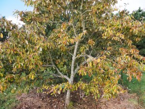 Sorbus japonica