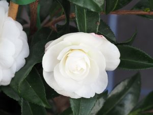Camellia sasanqua ‘Early Pearly’