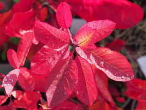 Cotinus ‘Old Fashioned’