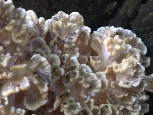 at the base of a sweet chestnut