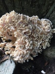 at the base of a sweet chestnut