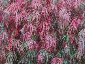 Acer palmatum dissectum ‘Atropurpureum’