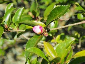 Camellia sasanqua ‘Narumigata’