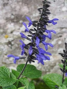 Salvia guaranitica ‘Black and Blue’