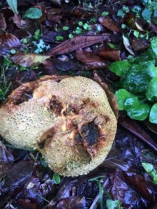 Lycoperdon perlatum