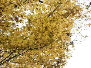 Acer palmatum ‘Sango-kaku’
