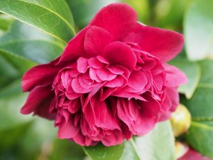Camellia ‘Takinini’