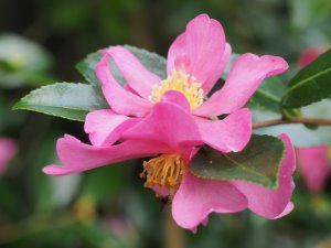 Camellia sasanqua ‘Hugh Evans’