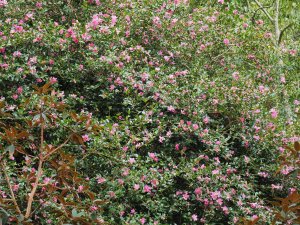 Camellia sasanqua ‘Hugh Evans’