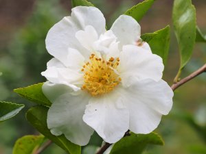 Camellia sasanqua ‘Setsugekka’