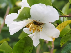 Camellia sasanqua ‘Setsugekka’