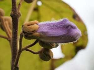 Paulownia tomentosa ‘Lilacina’