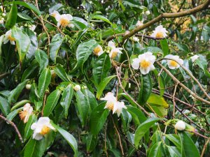 Camellia oleiferas