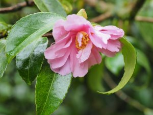 Camellia ‘Winters Joy’