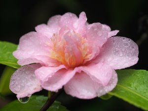 Camellia ‘Winters Toughie’