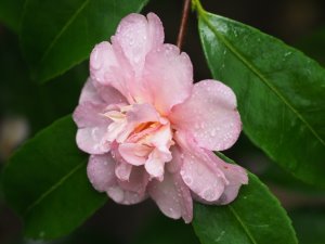 Camellia ‘Winters Toughie’