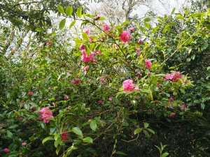 Camellia ‘Sparkling Burgundy’