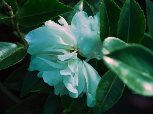 Camellia sasanqua ‘Alba Plena’
