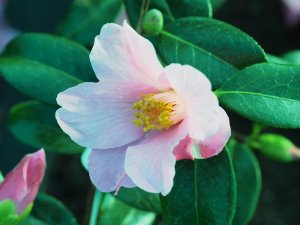 Camellia x williamsii ‘St Michael’