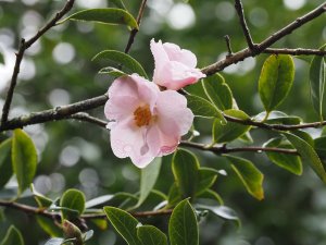 Camellia saluenensis