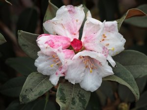 Rhododendron bureavii