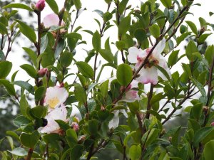 Camellia sasanqua ‘Gay Border’