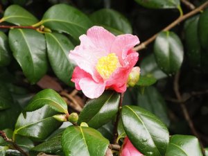 Camellia japonica variety