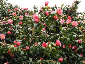 Camellia japonica variety