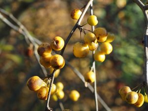 Malus ‘Golden Hornet’