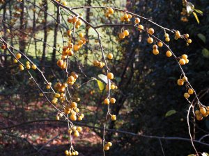 Malus ‘Golden Hornet’