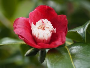 Camellia ‘Bokuhan’